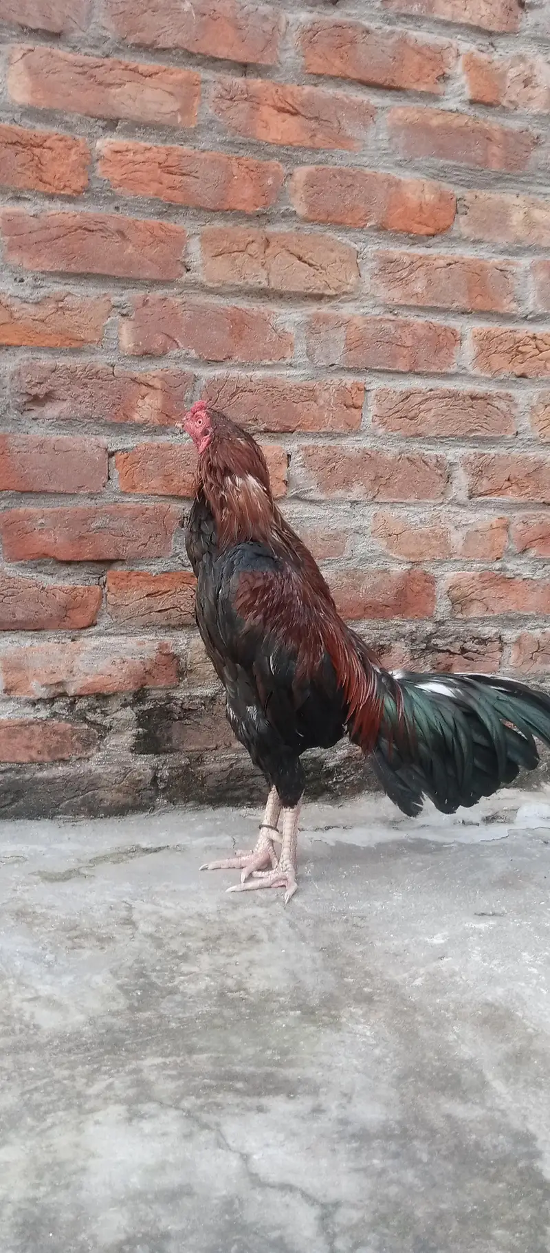 Barmi pakoya and mix Male — photo 11