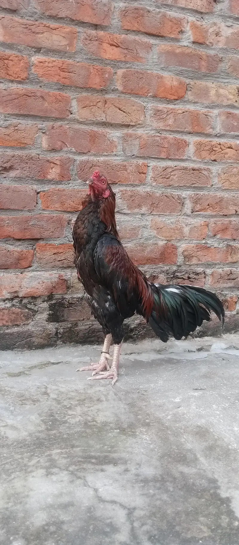 Barmi pakoya and mix Male — photo 12