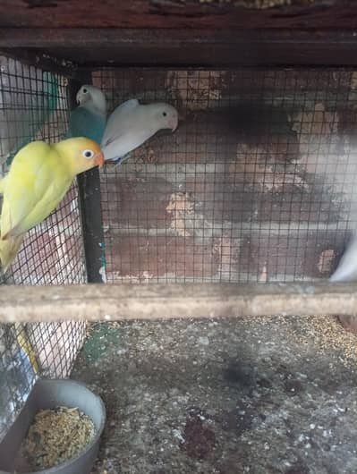 mix 4 piece love bird