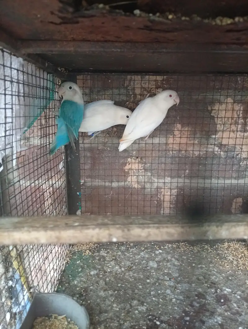 mix 4 piece love bird — photo 2