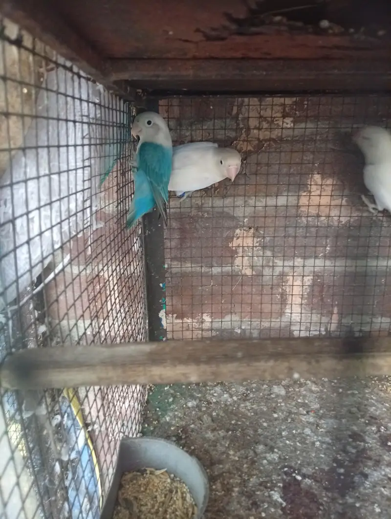 mix 4 piece love bird — photo 3