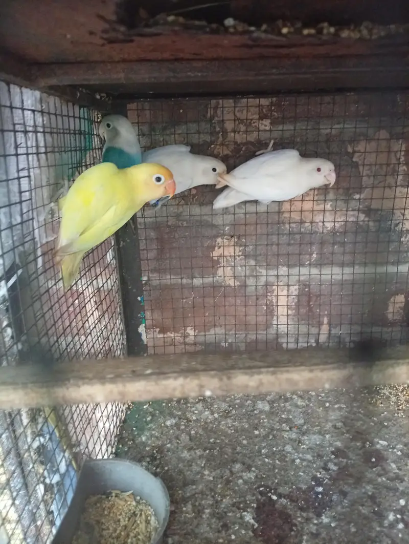 mix 4 piece love bird — photo 4
