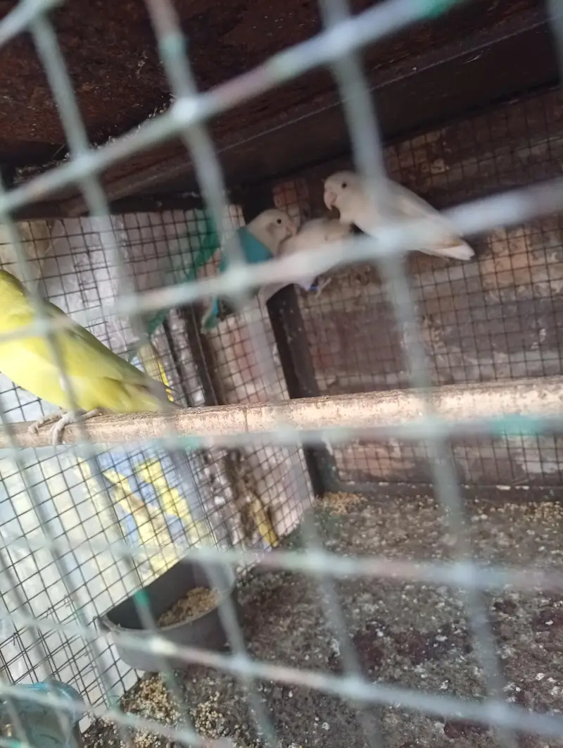 mix 4 piece love bird — photo 6