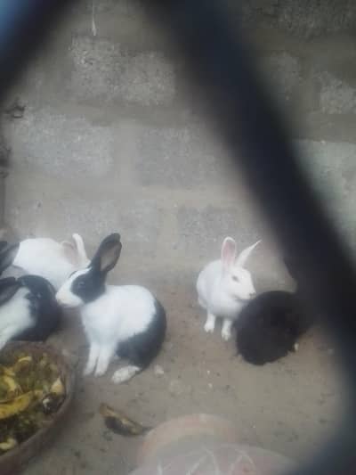 rabbits