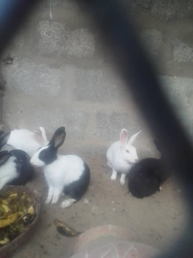 rabbits 0