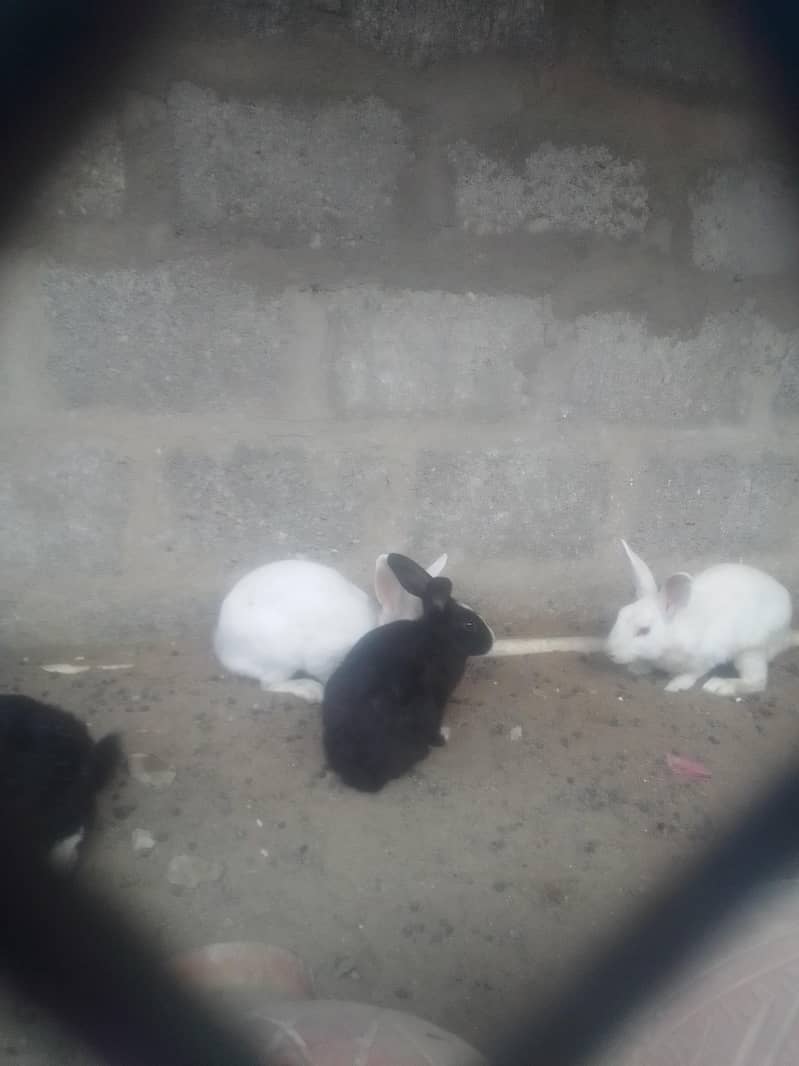 rabbits 1