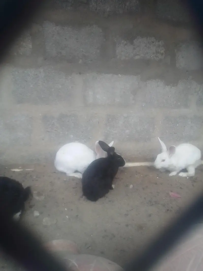 rabbits — photo 2