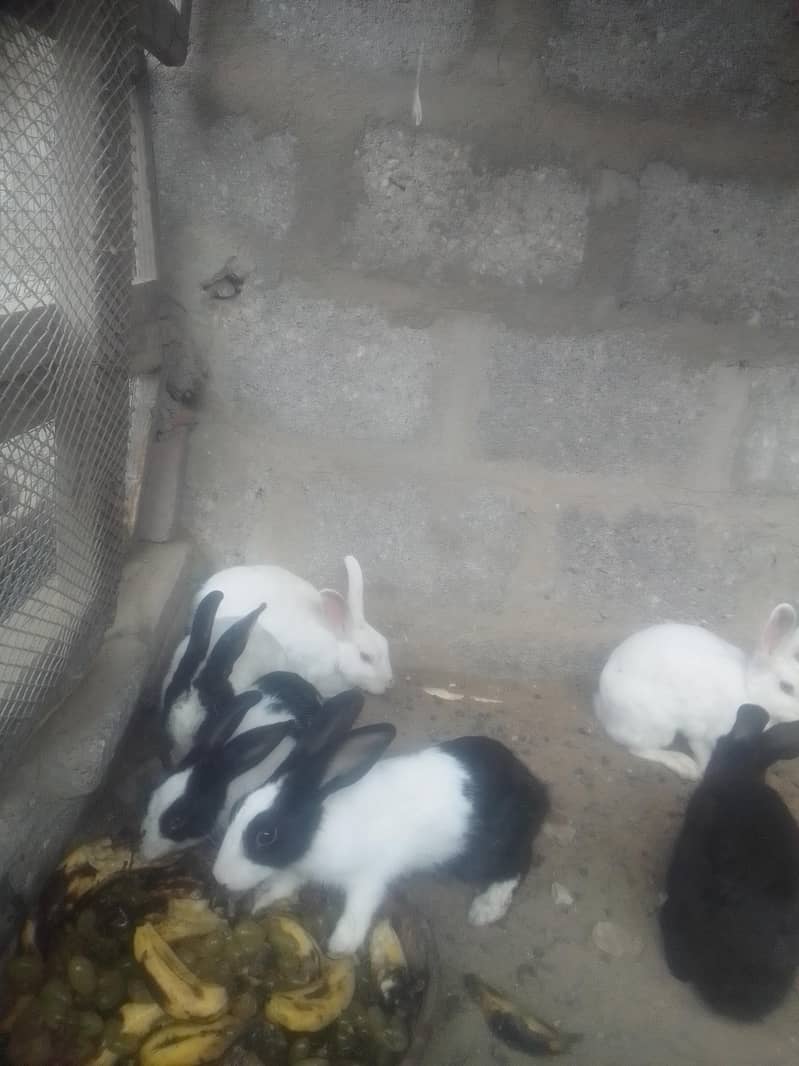 rabbits 2