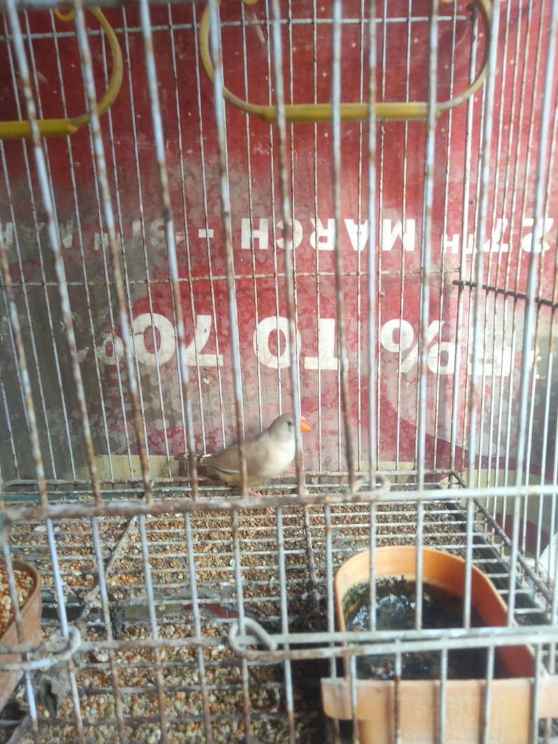 Finch 1