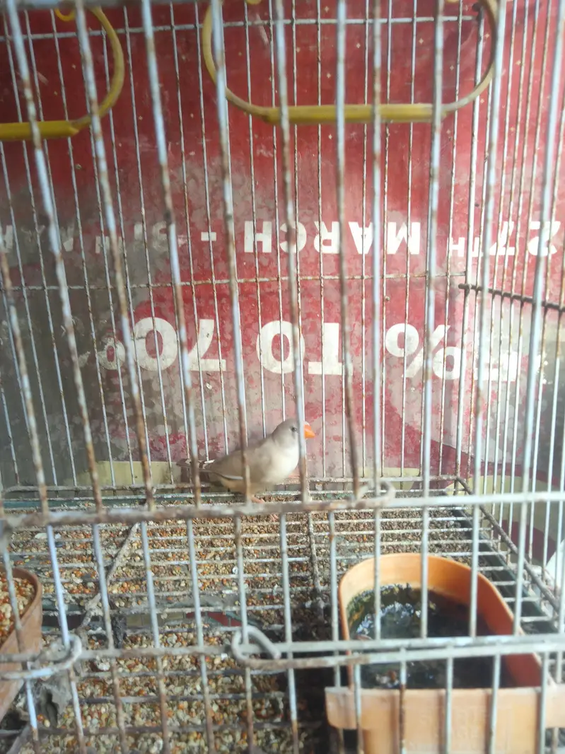 Finch — photo 2