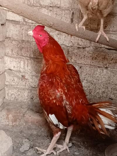 pure aseel pair urgent sale guaranteed pair