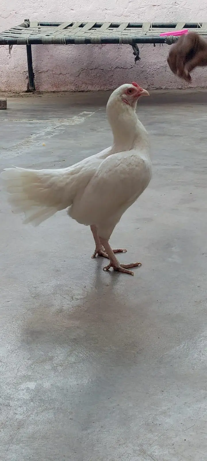 Paper White Aseel heera female — photo 2