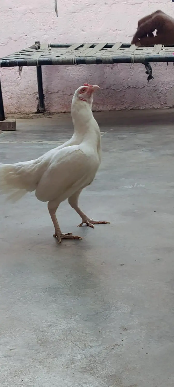 Paper White Aseel heera female — photo 4