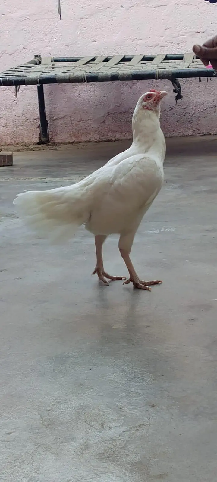 Paper White Aseel heera female — photo 5