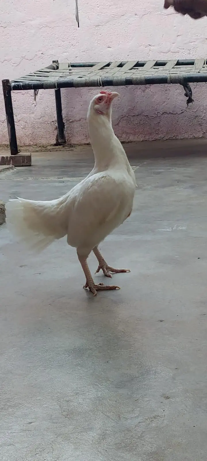 Paper White Aseel heera female — photo 6