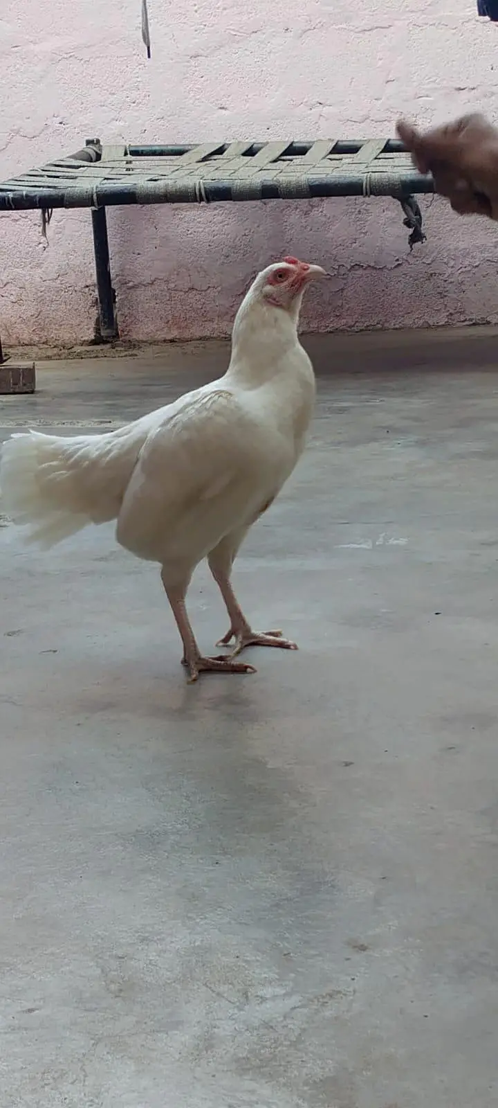 Paper White Aseel heera female — photo 7