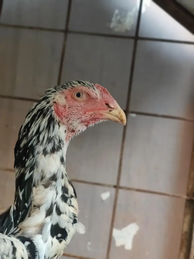 aseel shamo male — photo 5
