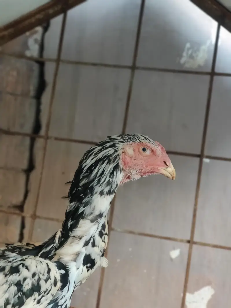 aseel shamo male — photo 6