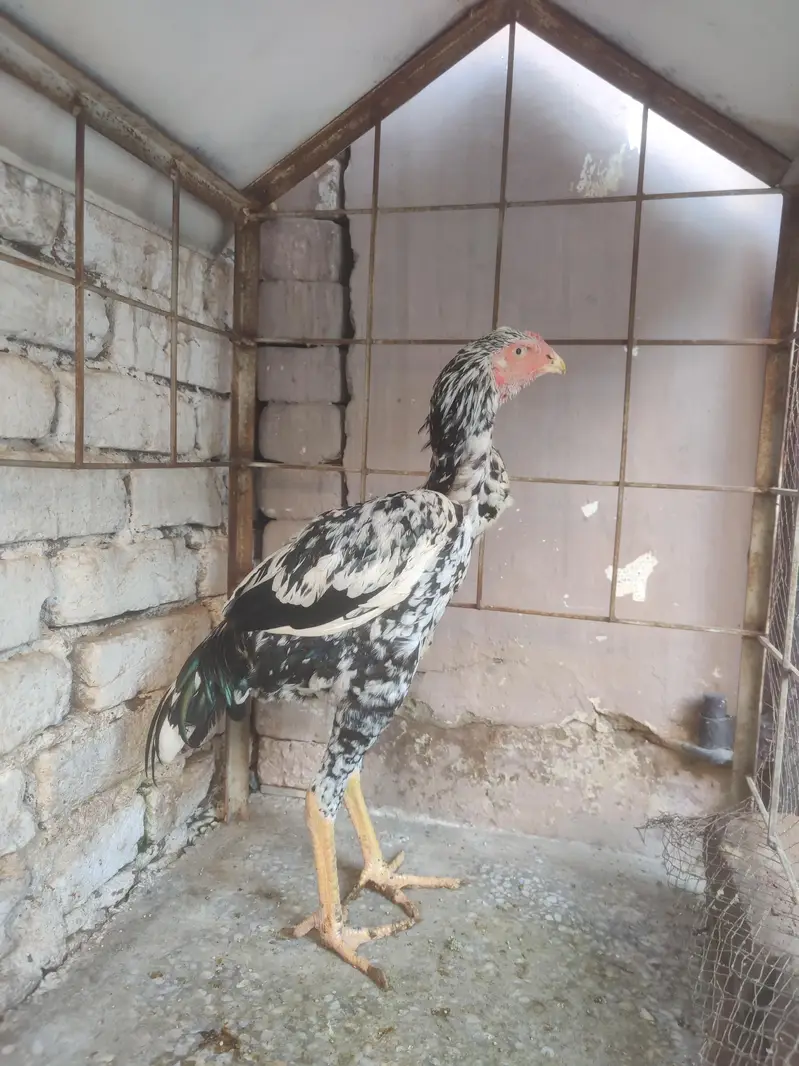 aseel shamo male — photo 9