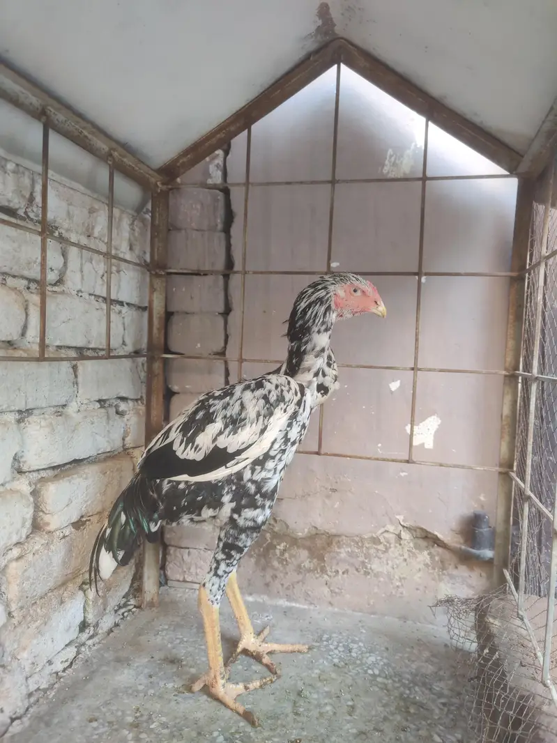aseel shamo male — photo 10
