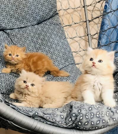 Persian triple coated kittens