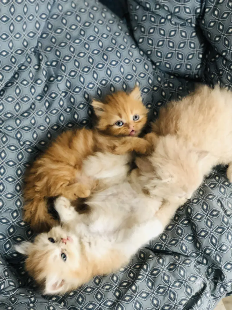 Persian triple coated kittens — photo 2