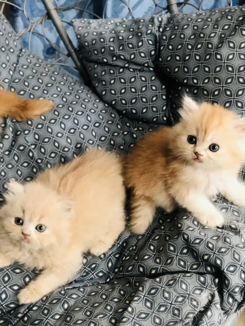 Persian triple coated kittens — photo 3