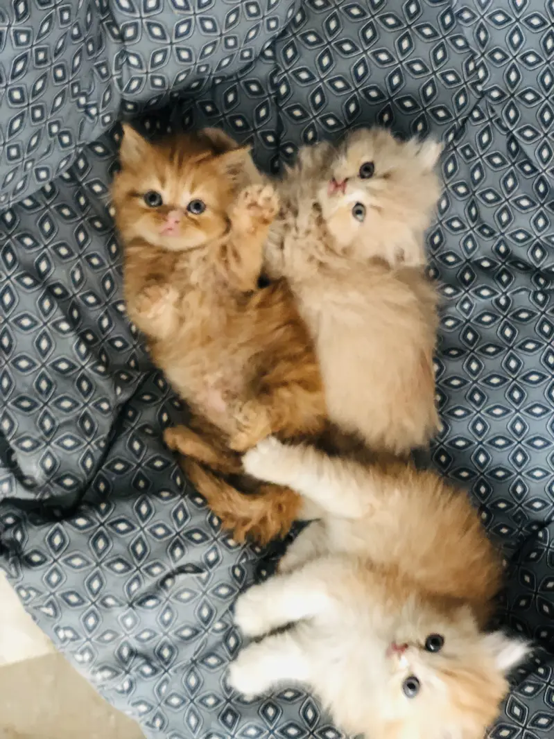 Persian triple coated kittens — photo 4