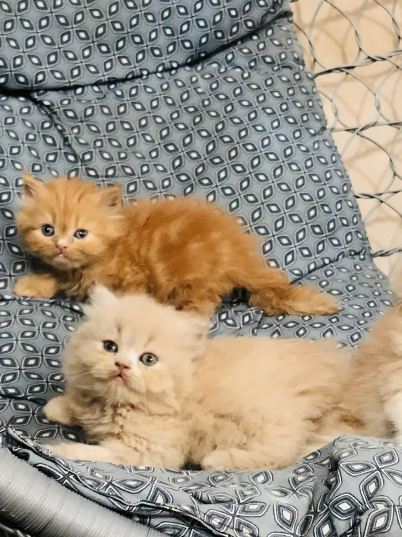 Persian triple coated kittens — photo 5