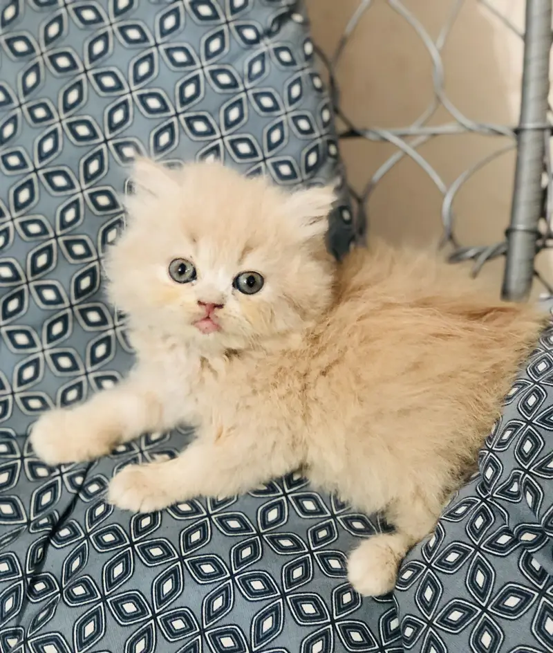 Persian triple coated kittens — photo 6