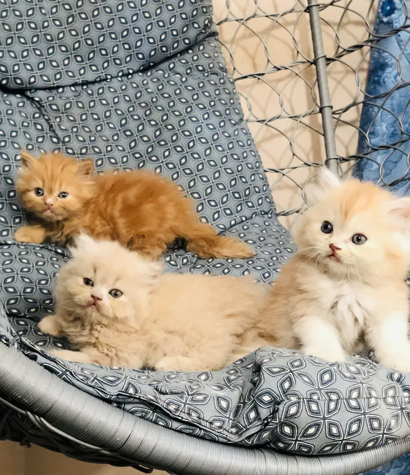 Persian triple coated kittens — photo 7