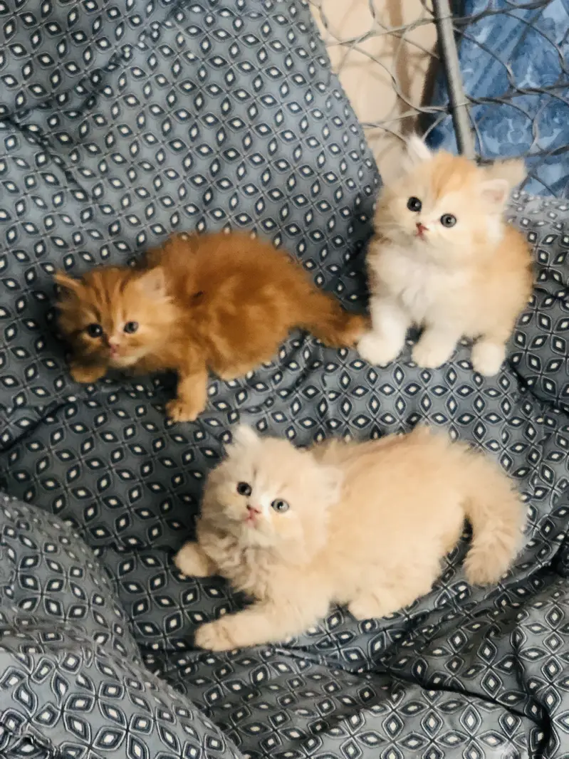Persian triple coated kittens — photo 8
