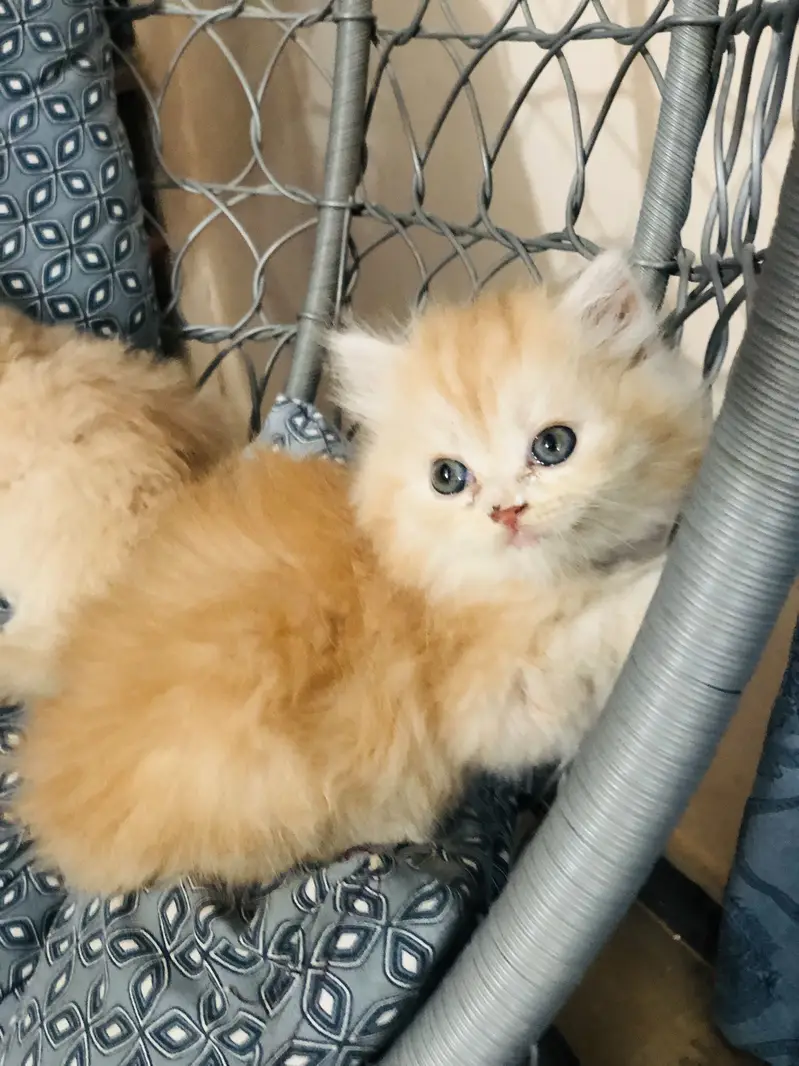 Persian triple coated kittens — photo 9