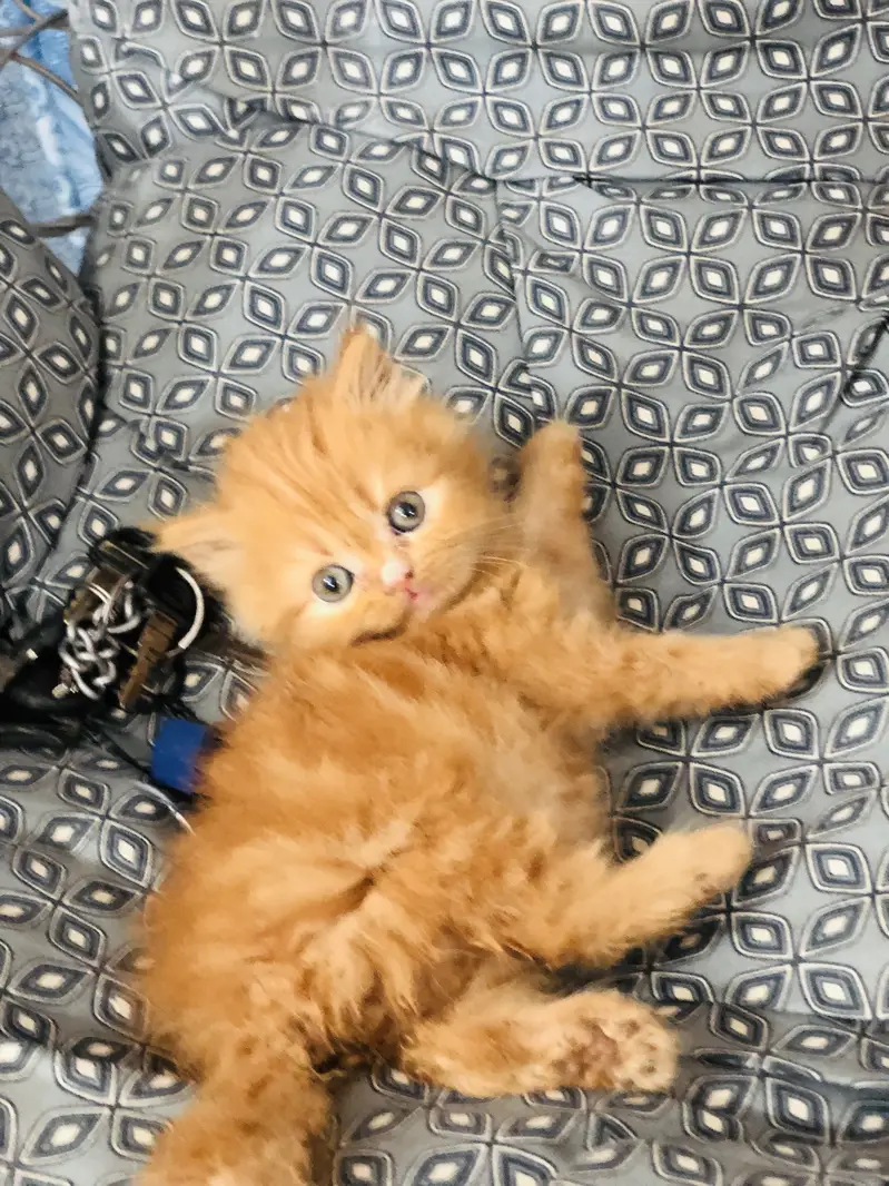 Persian triple coated kittens — photo 10