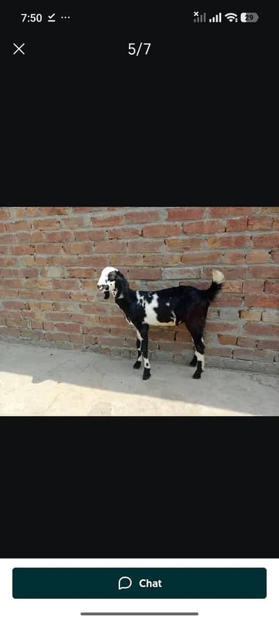 bkra agly sal Ku qurbani k lia best option Faisalabad