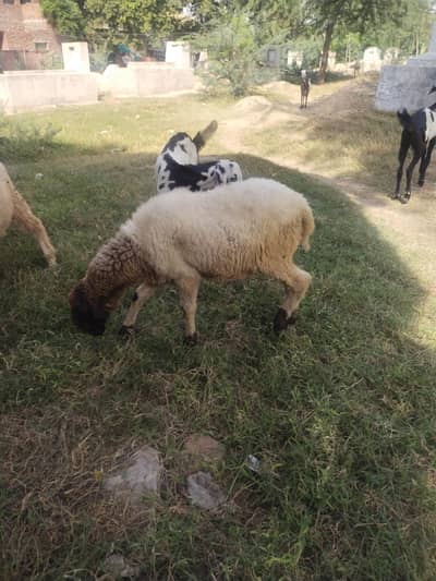 3 months old male sheep.
