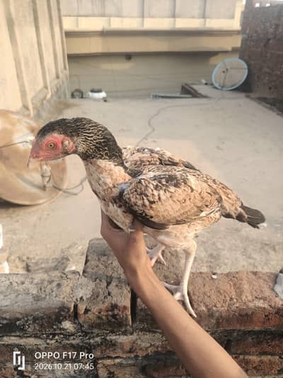 aseel pair china lakkhi