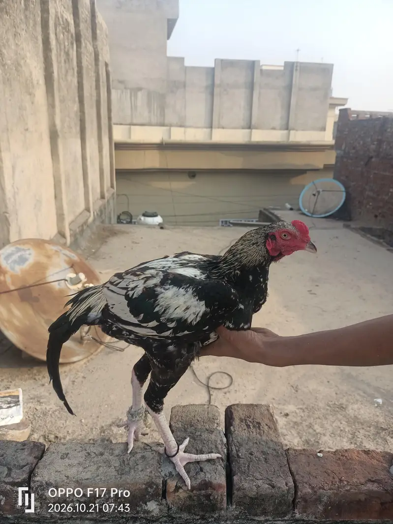 aseel pair china lakkhi — photo 3