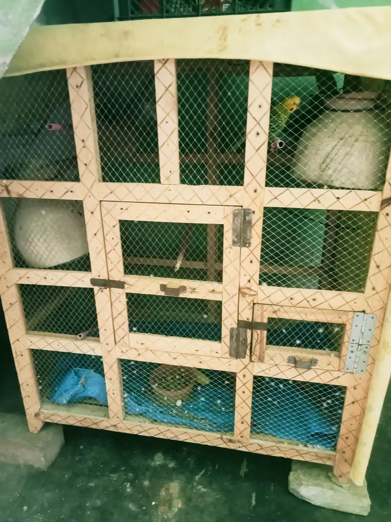 Cage with 7 parrots for sale 3 breeding pairs included — photo 2