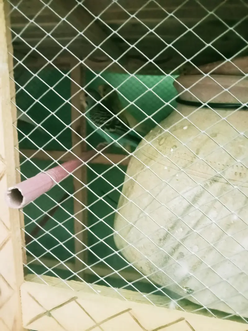 Cage with 7 parrots for sale 3 breeding pairs included — photo 4