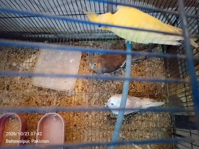 Cocktails for sale