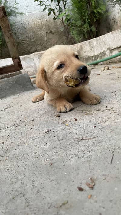 American labrador