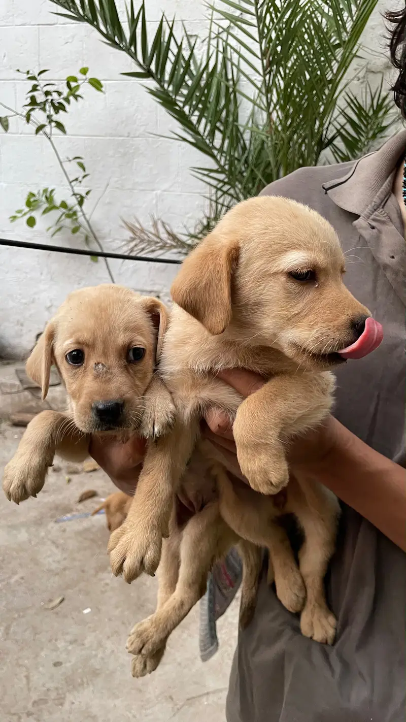 American labrador — photo 4