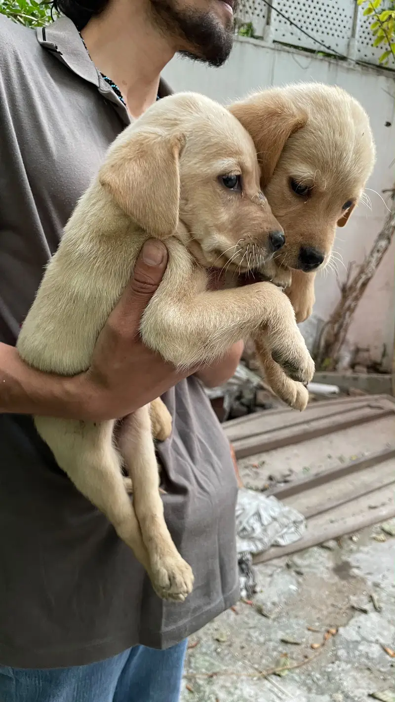 American labrador — photo 5