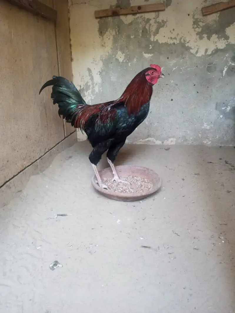 aseel sindhi nasal murga for sale — photo 2