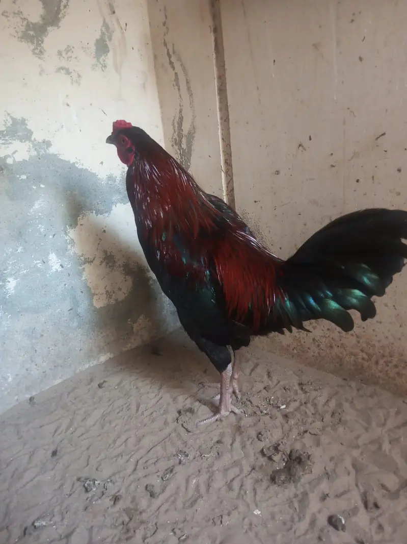 aseel sindhi nasal murga for sale — photo 3