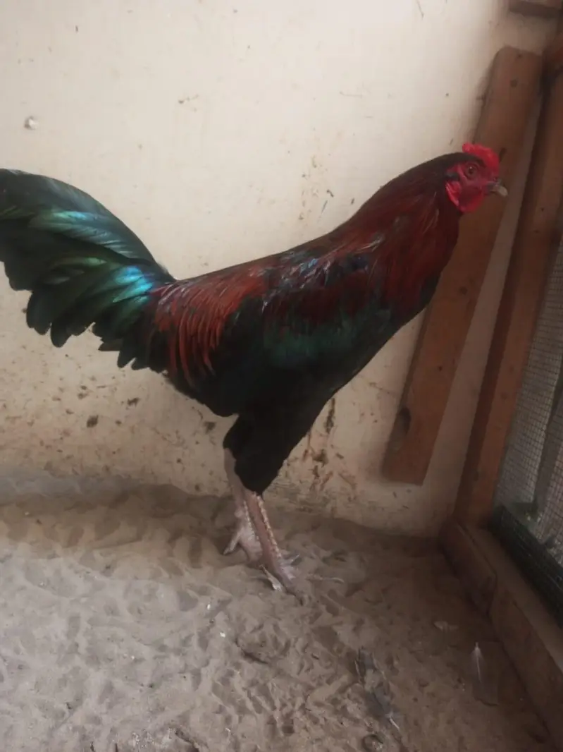 aseel sindhi nasal murga for sale — photo 4