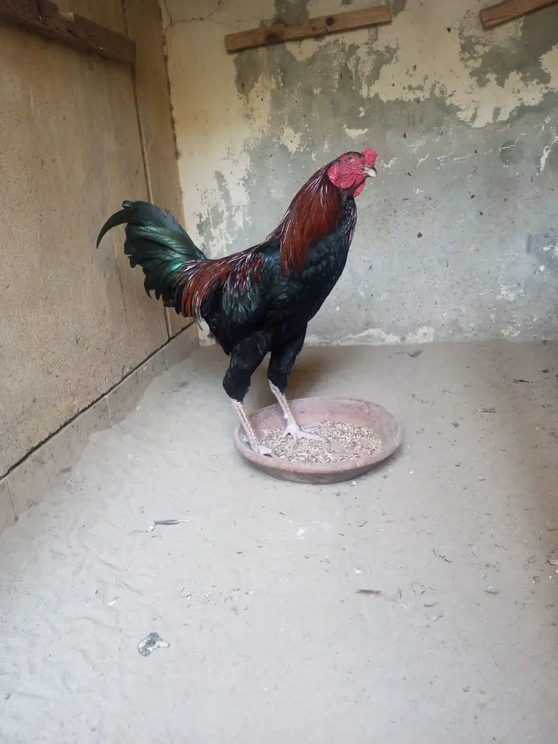 aseel sindhi nasal murga for sale — photo 7