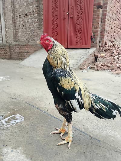 Aseel mianwali male rooster for sale