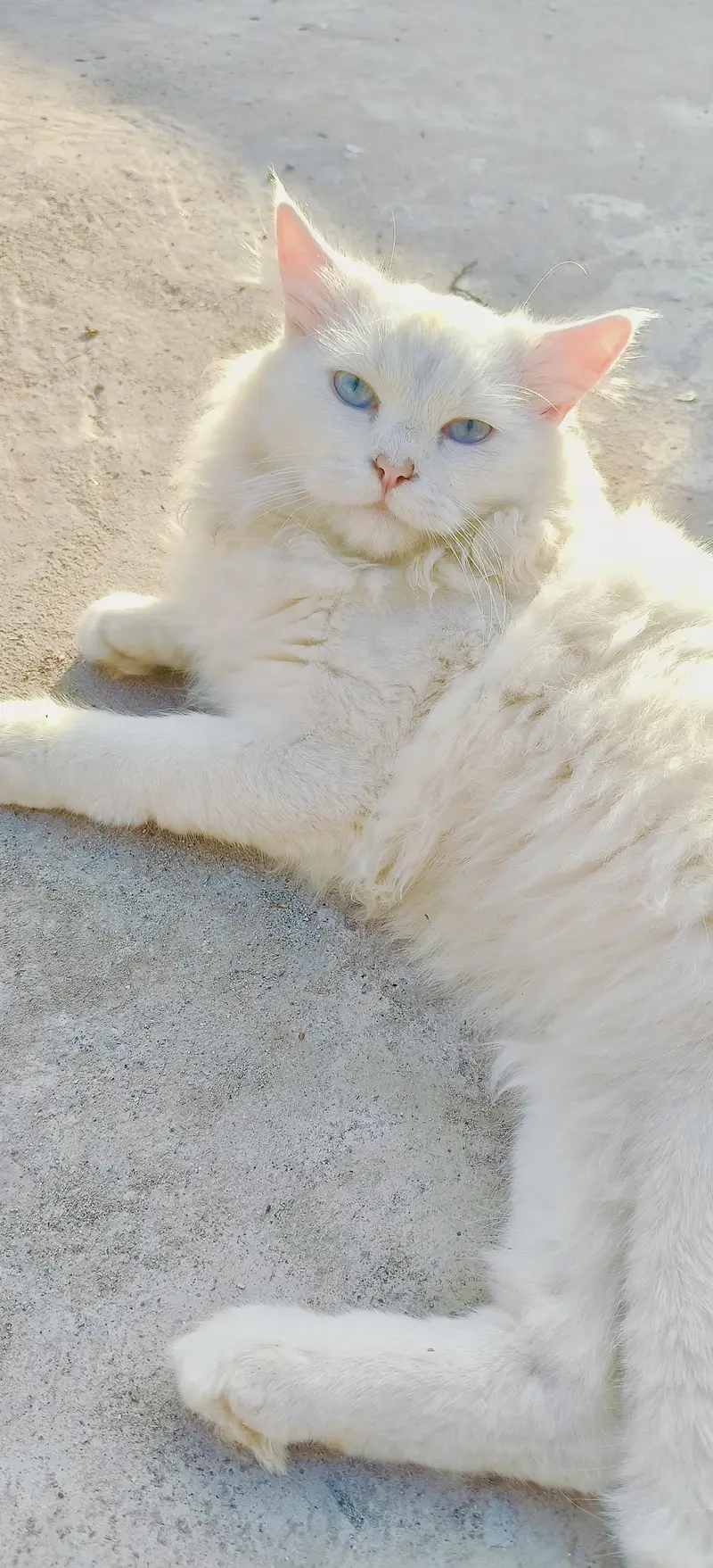 White Male Persian Cat — photo 2